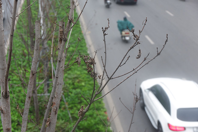 Nhiều ý kiến cho rằng khí hậu nhiệt đới, đặc biệt là thời tiết và tình trạng ô nhiễm tại Hà Nội ảnh hưởng đến sinh trưởng của cây.