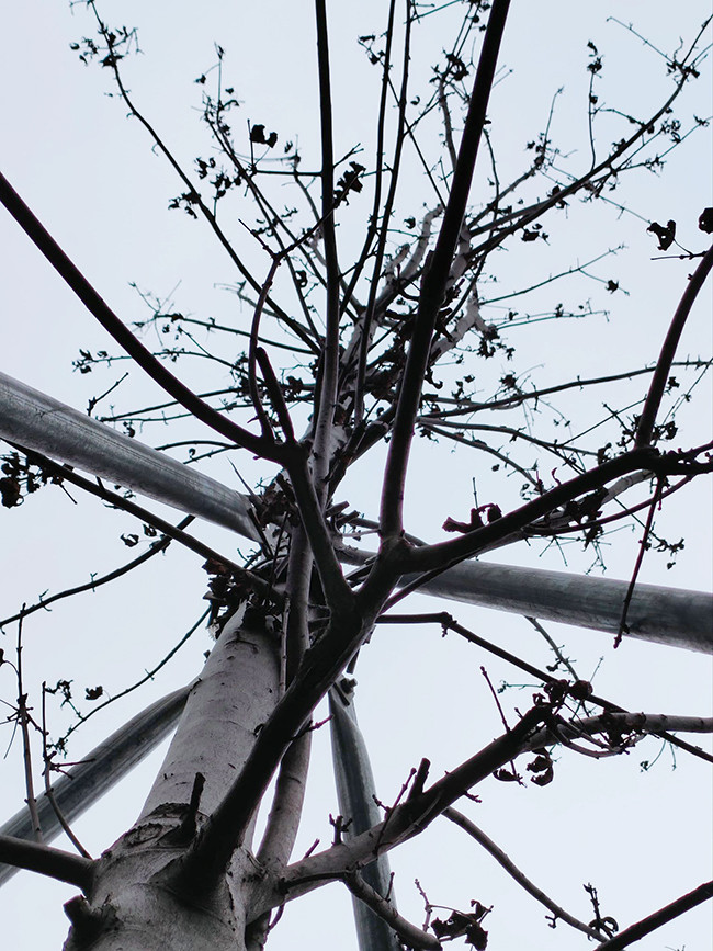 Cây phong là cây ở vùng khí hậu ôn đới, được thí điểm trồng ở Hà Nội đầu năm 20218.