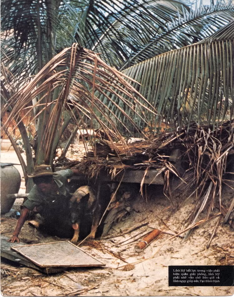 Bất lực trong việc phát hiện quân Giải phóng, lính Mỹ phải nhờ vào chó béc-giê và lính Sài Gòn giúp sức, tại Bình Định.