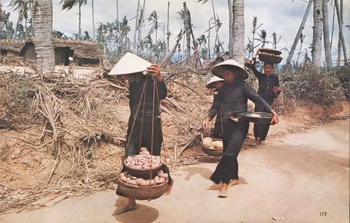 Một rừng dừa, nguồn sống quý giá của người nông dân dần chết khô ở Bình Định do chất độc hóa học của Mỹ, 1965.