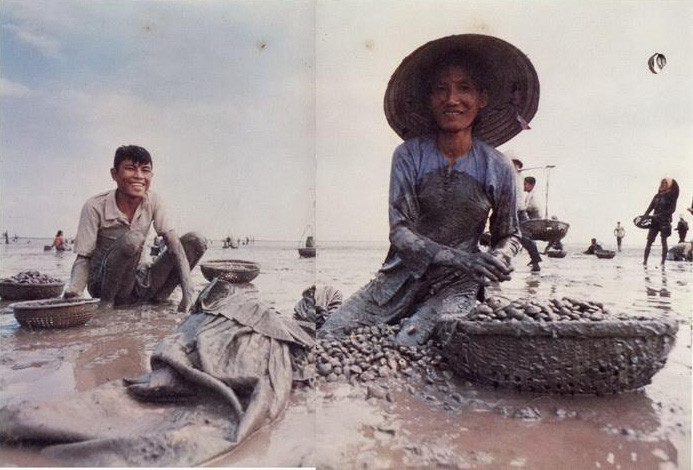 Người dân khai thác sò, ốc tại bờ biển Ba Tri, Trà Vinh.