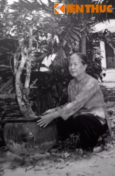 Các chậu mai cũng được dùng để giấu vũ khí.