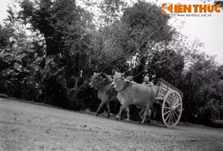 Vũ khí được giấu dưới đáy cần xé cà chua, dưa leo.