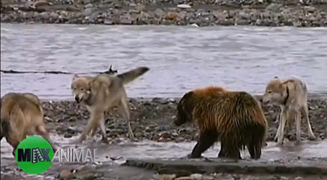 Canh gau lieu linh gianh thuc an voi bay soi hiem co