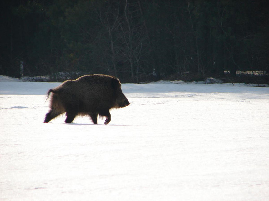 "Tuy nhiên, đến bây giờ thì tác hại của phóng xạ vẫn chưa được ghi nhận trên mức độ quần thể. Chúng ta chưa thấy được hết các mặt của vấn đề", ông Viktar cũng cho biết. Trong ảnh là một cá thể lợn rừng sống trong khu bảo tồn. Sau năm 1986, số lượng lợn rừng ở đây tăng nhanh nhưng sau đó sụt giảm do sự phát triển của loài sói. Ảnh: Tatyana Deryabina/Current Biology 2015.