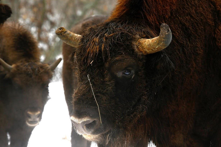 Ngoài nai và sói, bò rừng cùng gấu cũng hưởng lợi từ thảm hoạ hạt nhân. Không có con người, những loài vật này tự do sinh sống trong một khu vực rộng khoảng 2.100 km2. Ảnh: Vasily Fedosenko/Reuters.