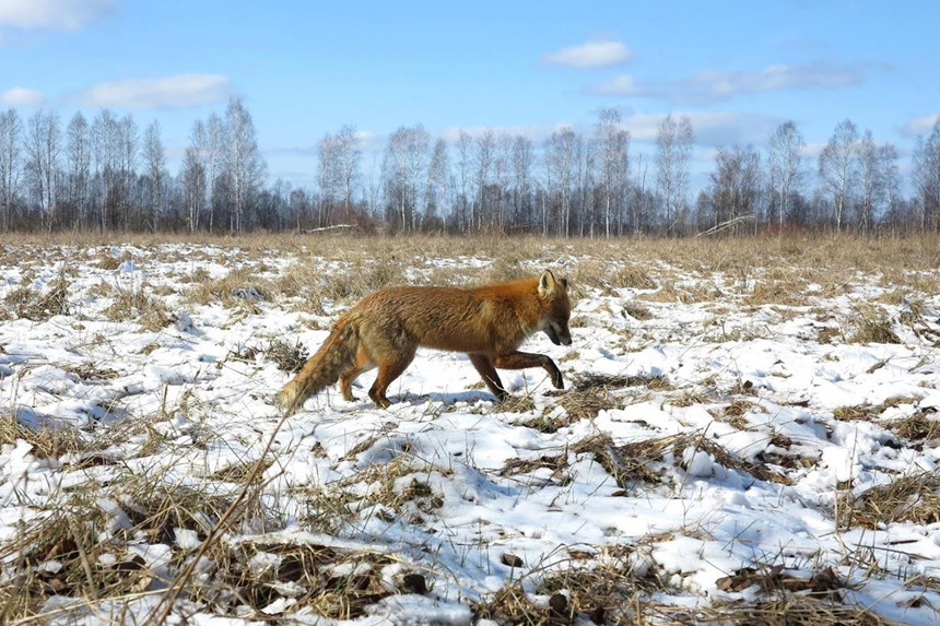 Ảnh hưởng lâu dài của phóng xạ lên động vật nơi đây là một đề tài được tranh cãi nhiều giữa các nhà khoa học. "Khu dự trữ có thể là một 'cái bẫy sinh học', nơi động vật chuyển đến sinh sống và nhiễm bệnh", Viktar Fenchuk, chủ nhiệm Chương trình bảo tồn hoang dã Belarus cho biết. Ảnh: Vasily Fedosenko/Reuters.