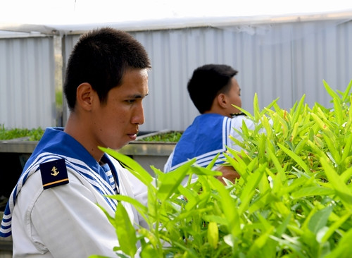 Những vườn rau nhỏ được cán bộ, chiến sĩ các đảo chăm chút rất cẩn thận, tỉ mỉ.