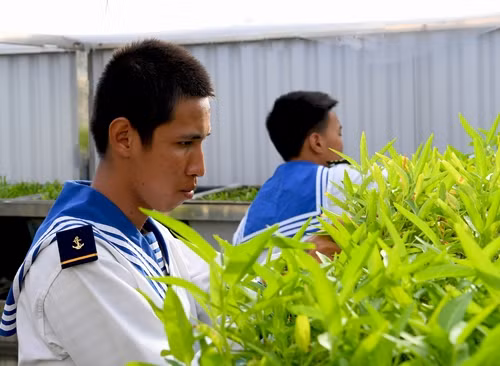 Những vườn rau nhỏ được cán bộ, chiến sĩ các đảo chăm chút rất cẩn thận, tỉ mỉ.