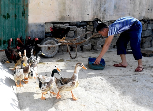 Chiến sĩ trên các đảo chìm rất “mát tay” trong chăn nuôi.