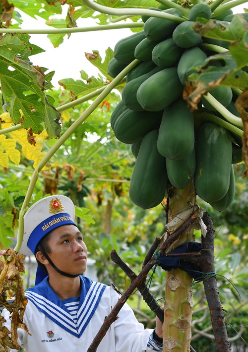 Giàn mướp, đu đủ trĩu quả.