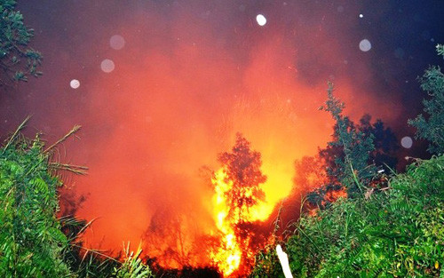 Chay rung tram, dan om tai san thao chay trong dem-Hinh-2