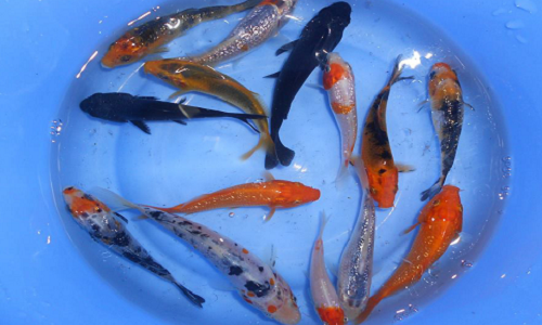 Cá chép Nhật Bản (cá Koi) được coi là một biểu tượng của sự giàu sang và phú quý theo thuật phong thủy.