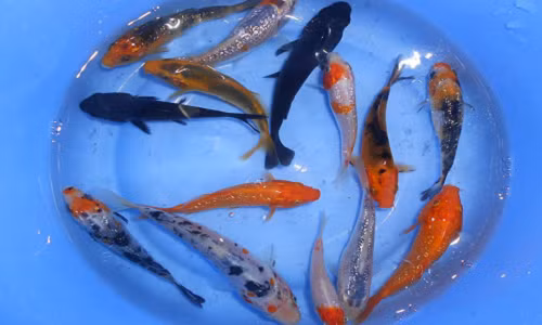 Cá chép Nhật Bản (cá Koi) được coi là một biểu tượng của sự giàu sang và phú quý theo thuật phong thủy.