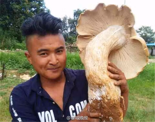  Nấm khổng lồ có mũ với đường kính 66cm Một nông dân họ Zhang ở Vân Nam (Trung Quốc) khi ngồi nghỉ bên ngôi trường cũ bất ngờ phát hiện 3 cây nấm mọc tự nhiên, màu trắng, kích thước khổng lồ. Trong số 3 cây nấm, cây nấm lớn nhất có mũ với đường kính 66cm, còn cây nấm có mũ nhỏ nhất với đường kính 10cm. Những người cao tuổi trong làng cho hay, họ đã sống gần 70 năm trong khu vực nhưng chưa bao giờ thấy cây nấm nào lớn như vậy. Ảnh: SCMP.