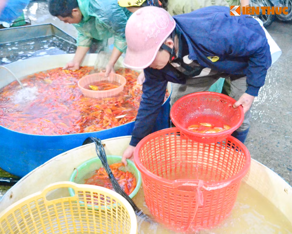 Giá của các loại cá có thể chênh lệch theo ngày...