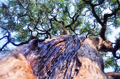 Ngam cu me tram tuoi bac ty o Sai Gon-Hinh-2