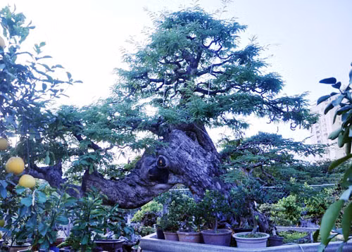 Ngam cu me tram tuoi bac ty o Sai Gon