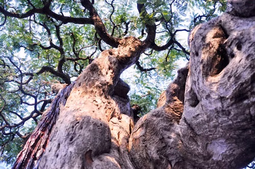 Ngam cu me tram tuoi bac ty o Sai Gon-Hinh-15