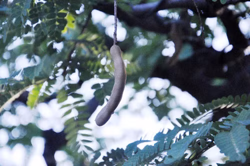 Ngam cu me tram tuoi bac ty o Sai Gon-Hinh-12