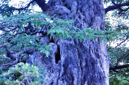 Ngam cu me tram tuoi bac ty o Sai Gon-Hinh-7