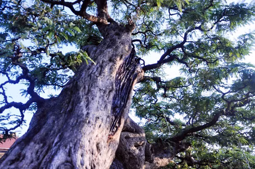 Ngam cu me tram tuoi bac ty o Sai Gon-Hinh-9