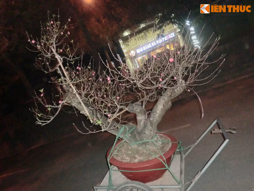 Như cây đào trong ảnh được cho thuê với giá 7.000.000 đồng/cây.