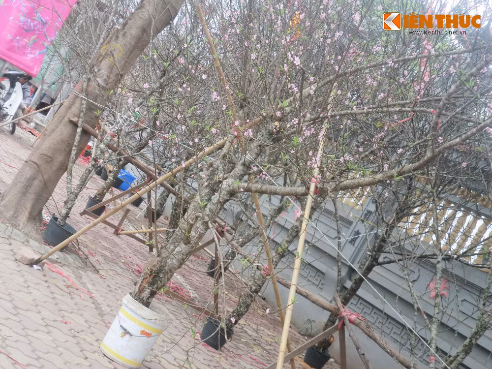 Đào rừng có giá thấp nhất là 200.000 đồng đối với cành mini và đắt nhất là 10.000.000 đồng đối với cành to, đẹp.