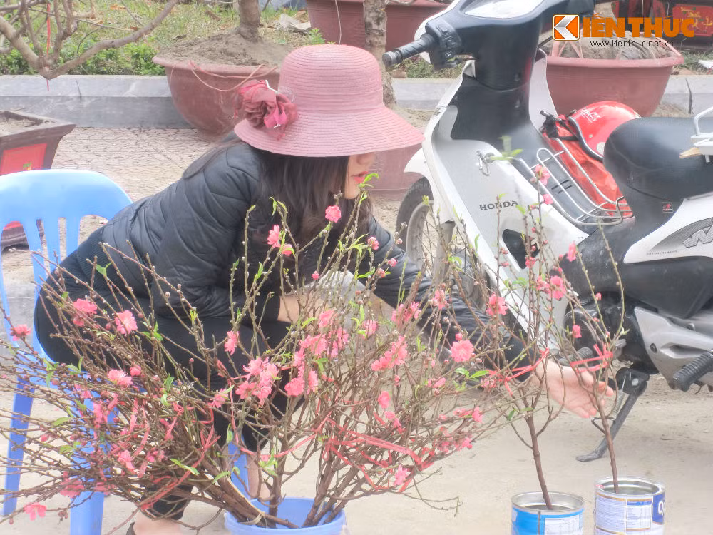 Riêng đào cành loại bình dân, nhỏ có giá 20.000 - 30.000 đồng/cành.