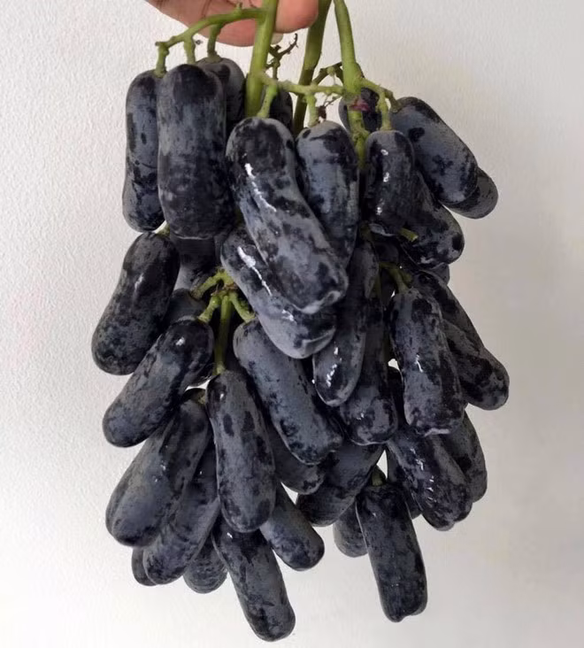 Nho móng tay là giống nho lai, rất quý hiếm và được trồng độc quyền tại một vườn nho gần California (Mỹ). Với mùa vụ khoảng 2 tháng, nguồn cung cũng rất hạn chế. Chính vì vậy, loại nho này rất được săn đón trên thị trường hoa quả Tết ở Việt Nam. Nho móng tay được bán với giá khoảng 400.000 đồng/kg. Ảnh: Cleverfood.