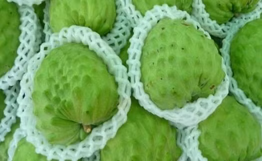 Mãng cầu Đài Loan đang là loại quả khổng lồ nhập ngoại có vị ngọt, hạt ít, quả to. Giá của chúng lên đến 550.000 đồng/kg, đắt gấp khoảng gần 10 lần giá mãng cầu Việt Nam. Ảnh: Vietnamnet. 