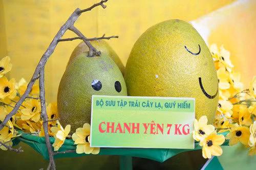  Chanh yên nặng 7kg Chanh yên còn gọi thanh yên có nguồn gốc từ Ấn Độ, Miến Điện, vùng Địa Trung Hải. Trọng lượng mỗi trái trung bình 3kg, có trái lên đến 7kg. Mỗi cây cho trung bình 30 quả. Ảnh: Báo đầu tư.
