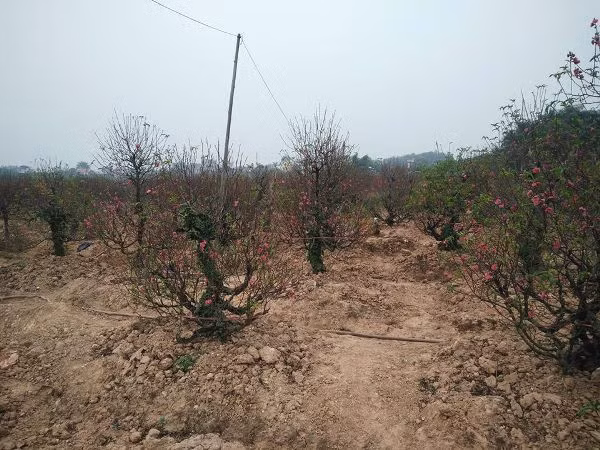 Cach chon dao quat mang den binh an, may man ngay Tet-Hinh-5