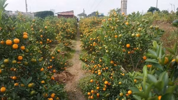 Cach chon dao quat mang den binh an, may man ngay Tet-Hinh-11