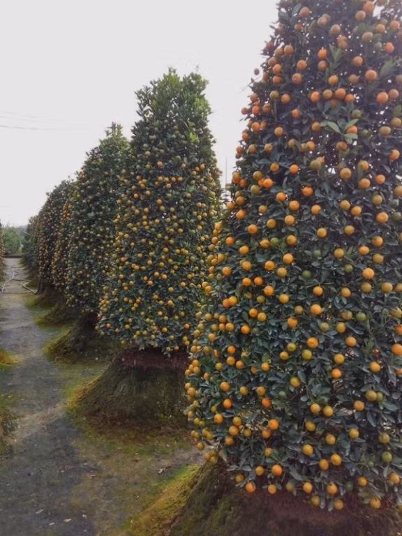 Cach chon dao quat mang den binh an, may man ngay Tet-Hinh-10