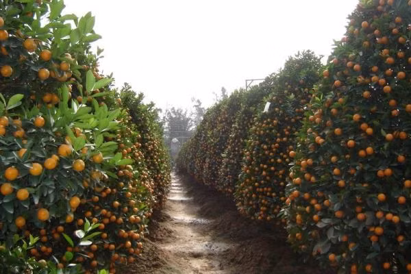 Cach chon dao quat mang den binh an, may man ngay Tet