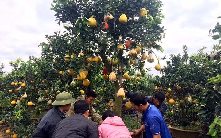 Cây ghép thường có 3 loại quả bưởi, phật thủ và thêm gấc đỏ.