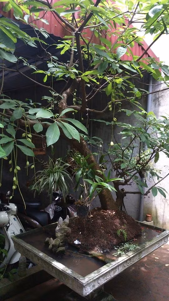 Phuc lan chieu goi chong ve “ba dao” cua cac chi em-Hinh-2