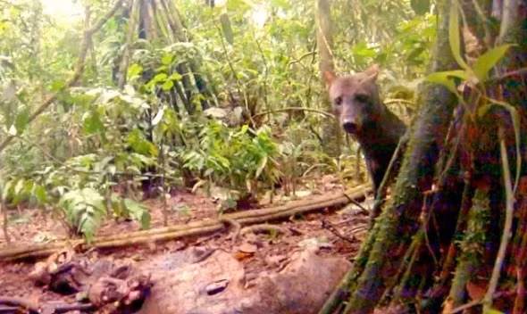 Rừng rậm Amazon cũng là nơi sinh sống của giống chó quý hiếm nhất trên thế giới. Dù tin hay không thì đến rừng Amazon, bạn thậm chí dễ dàng bắt gặp những chú báo đốm đi qua hơn là được tận mắt thấy giống chó tai ngắn này. Những chú chó này rất nhút nhát và hoàn toàn khác biệt với những loài thú khác.