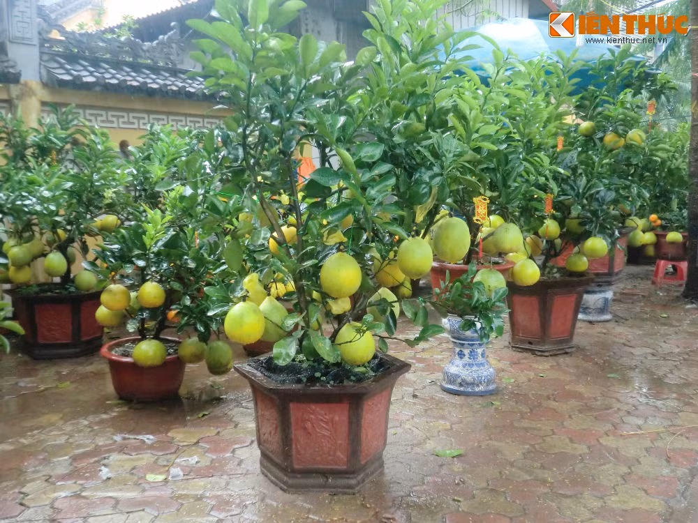 Dung leu, dot lua trong cay canh Tet trong dem mua lanh-Hinh-2