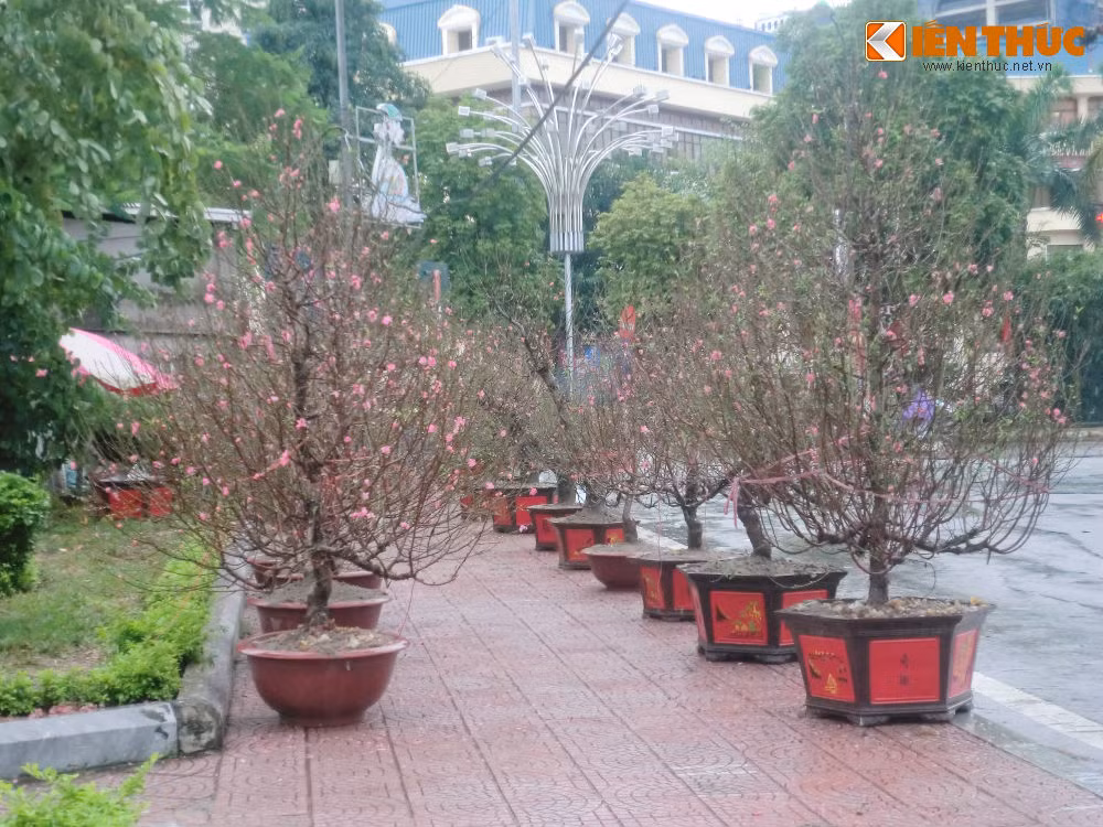 Dung leu, dot lua trong cay canh Tet trong dem mua lanh