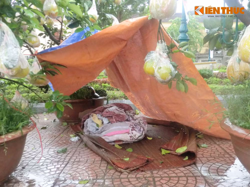 Dung leu, dot lua trong cay canh Tet trong dem mua lanh-Hinh-5