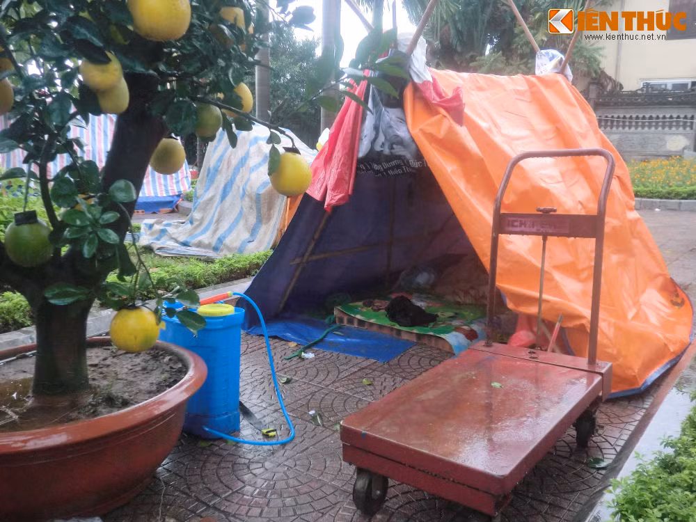 Dung leu, dot lua trong cay canh Tet trong dem mua lanh-Hinh-4