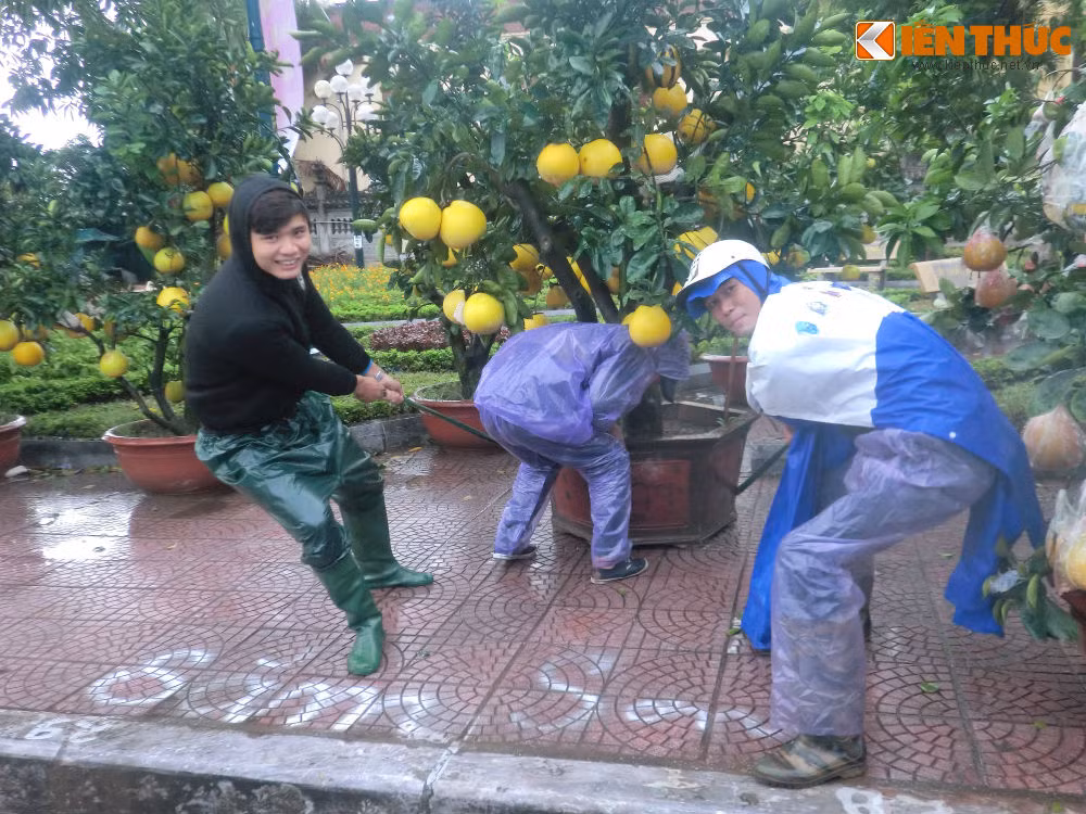 Dung leu, dot lua trong cay canh Tet trong dem mua lanh-Hinh-3