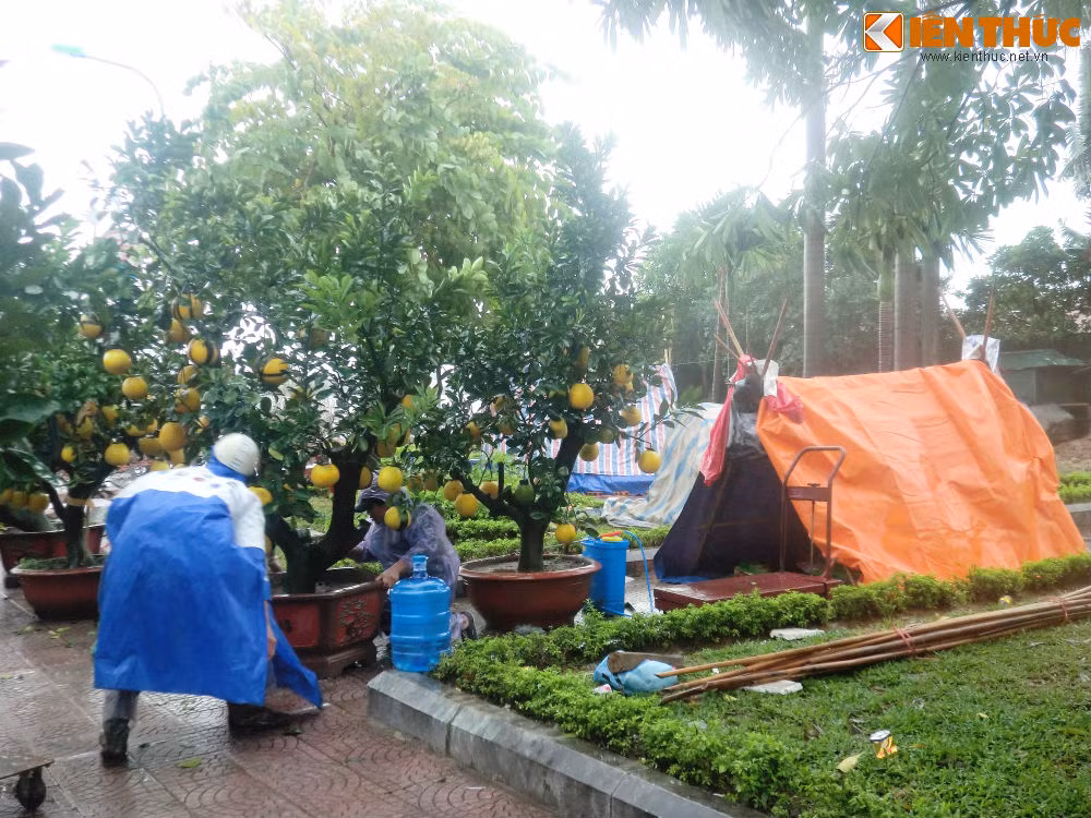 Dung leu, dot lua trong cay canh Tet trong dem mua lanh-Hinh-7