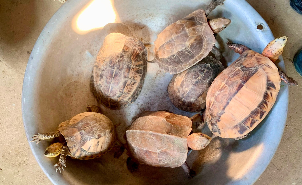 Nguoi dan phat hien loai rua quy hiem nam trong sach do the gioi-Hinh-2