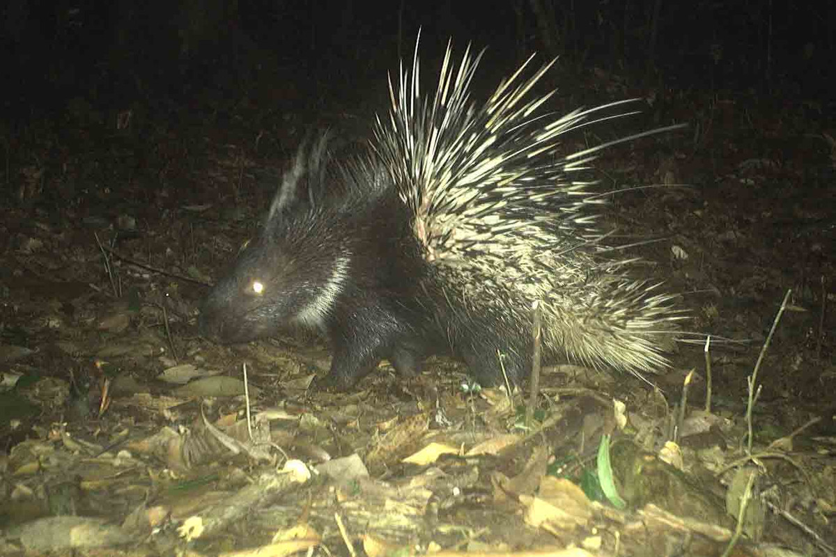 Nhím bờm là một phân loài của nhím đuôi ngắn, đây là loài lớn nhất trong bộ gặm nhấm với kích thước to gần bằng một con chó.