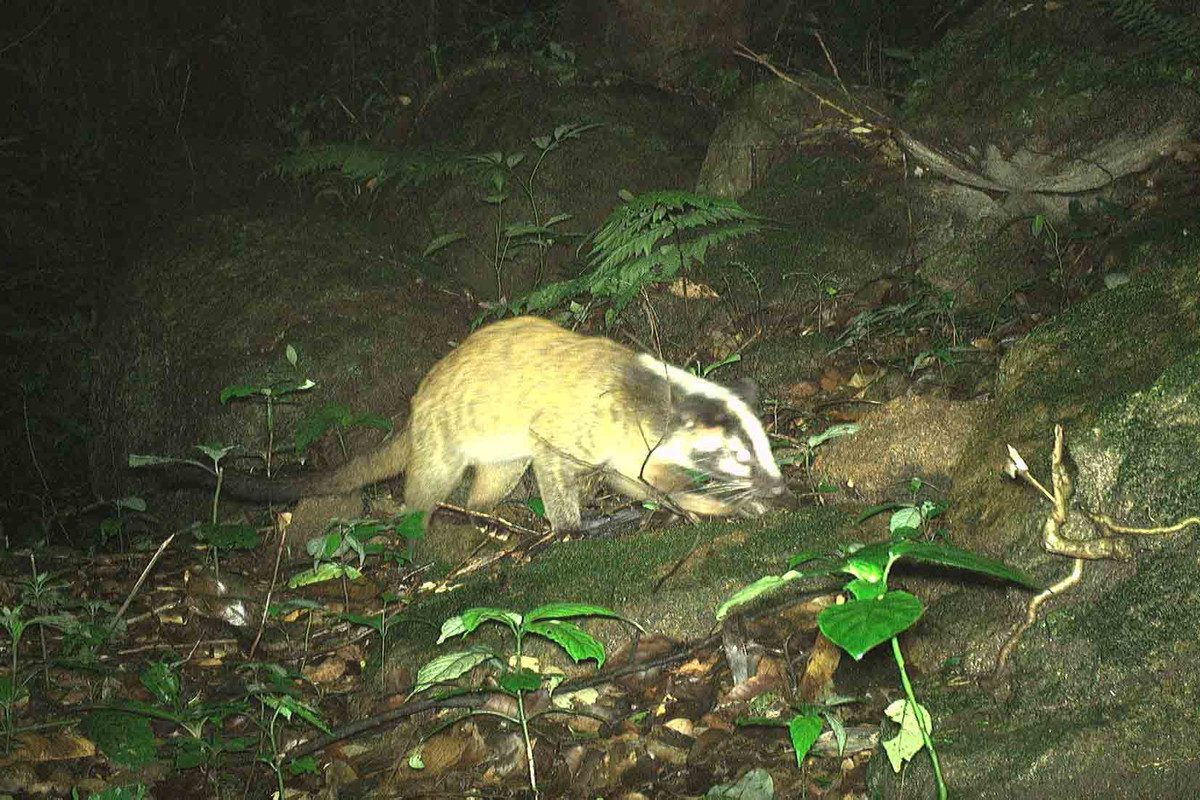 Đặc biệt, có một số loài rất quan trọng cho công tác bảo tồn tại khu vực, cần phải có các phương án bảo vệ nghiêm ngặt như: mang lớn, mang Trường Sơn, thỏ vằn Trường Sơn, cầy vằn Bắc, voi châu Á… Ảnh: Cầy vòi mốc có tên khoa học là Paguma larvata, thân cầy dài 51–76 cm, phần đuôi là 51–63 cm, nặng từ 3,6–6 kg.