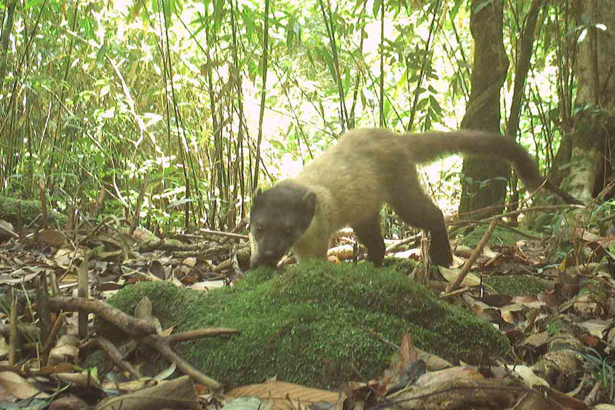 Chồn họng vàng sống trong nhiều sinh cảnh khác nhau, thích hợp nhất là các rừng cây gỗ lớn…