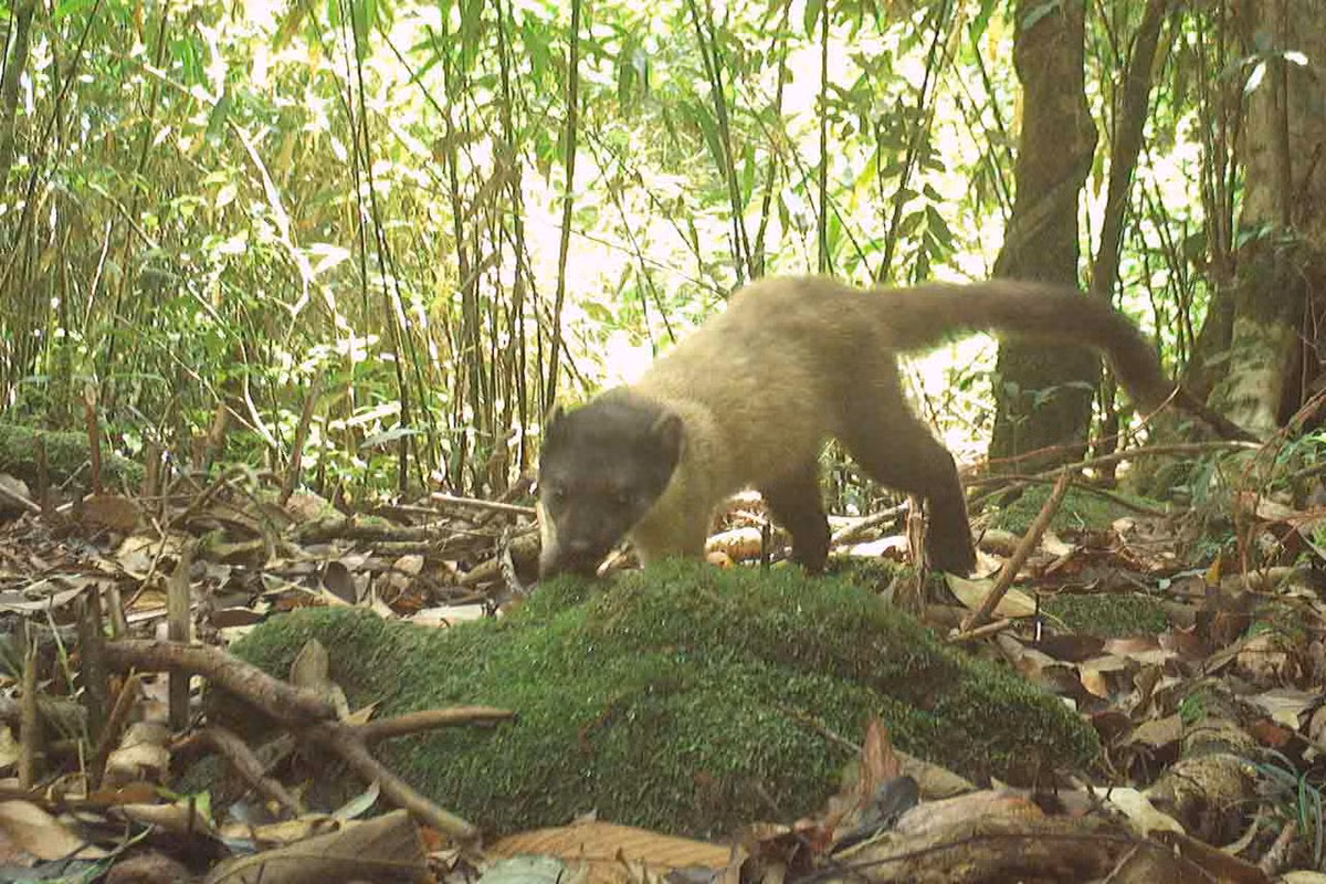 Chồn họng vàng sống trong nhiều sinh cảnh khác nhau, thích hợp nhất là các rừng cây gỗ lớn…